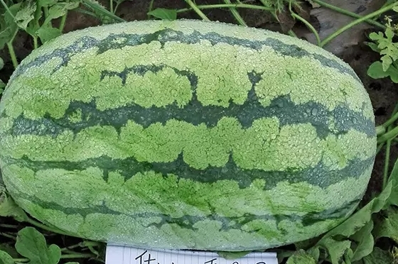 西瓜只為夏天而生嗎？