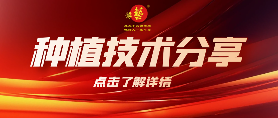 要想種出精品率高的胡蘿卜，這7點(diǎn)要注意！