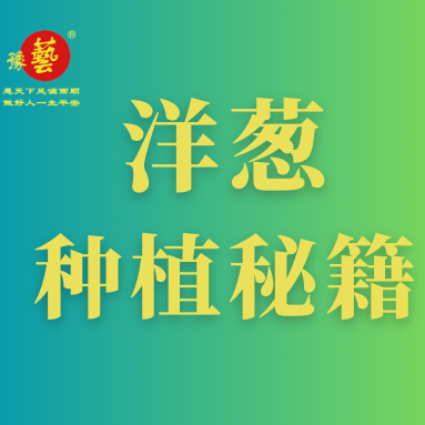 洋蔥種植秘籍：掌握這八點(diǎn)，種出優(yōu)質(zhì)洋蔥！